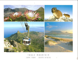 CPM - AFRIQUE DU SUD - CAPE TOWN - LE CAP - TABLE MOUNTAIN - Afrique Du Sud