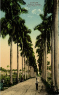 Cuba, HAVANA, Calle De Palmas, Palm Trees (1910s) Postcard - Cuba