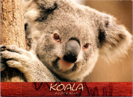 1-12-2023 (1 W 4) Australia - Koala Bears - Ours