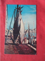 Big Catch Of Tuna. On  Cape Cod    Massachusetts         Ref 6260 - Cape Cod