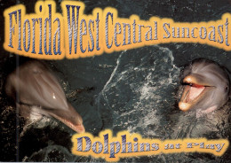 TIERE - DELFINE / DOLPHINS - Florida - Delfines