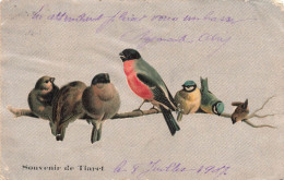 ANIMAUX - Des Oiseaux Sur Une Branche - Colorisé -  Carte Postale Ancienne - Vögel