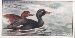 38 Velvet Scoter  - Game Birds & Wildfowl 1927  - Players Cigarette Card - Original - Player's