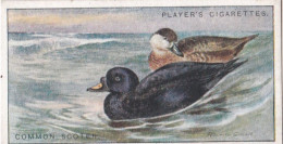 37 Common Scoter  - Game Birds & Wildfowl 1927  - Players Cigarette Card - Original - Player's