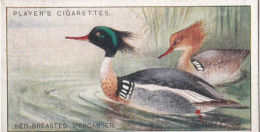 25 Red Breasted Merganser  - Game Birds & Wildfowl 1927  - Players Cigarette Card - Original - Player's