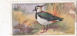 25 Lapwing  - Game Birds & Wildfowl 1927  - Players Cigarette Card - Original - Player's