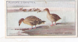 19 Pink Footed Goose  - Game Birds & Wildfowl 1927  - Players Cigarette Card - Original - Player's