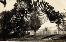 PC SINGAPORE, TRAVELER TREE, VINTAGE REAL PHOTO POSTCARD (b1329) - Singapour