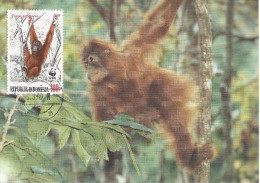 26029 ) Indonesia WWF 1989  Orangotan Monkey Ape Mammal Postcard Maxi Cover - Briefe U. Dokumente