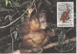 26030 ) Indonesia WWF 1989  Orangotan Monkey Ape Mammal Postcard Maxi Cover - Brieven En Documenten