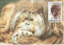 26031 ) Indonesia WWF 1989  Orangotan Monkey Ape Mammal Postcard Maxi Cover - Cartas & Documentos