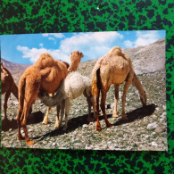 CPM Jordanie  Camels  At Jordan Desert - Jordanien