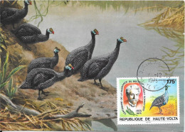 POSTE AÉRIENNE - 1975    RÉPUBLIQUE DE HAUTE-VOLTA -   Acryllium Vulturinum  ( Pintade Vulturine ) - Gallinacées & Faisans