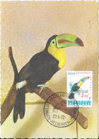 BELGIQUE - ANTWERPEN 23-6-62 - Toucan à Bec Court - Piciformes (pájaros Carpinteros)