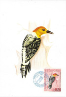 Republica De Venezuela 14-12-62  CARACAS -   Melanerpes Rubricapillus  -   Pic à Couronne Rouge - Spechten En Klimvogels