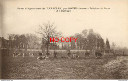 (DREY.S) 80 BOVES Près. Ecole D'Agriculture Du PARACLET, Vaches à L'Herbage 1935 - Boves