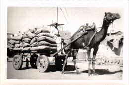 PC PAKISTAN KARACHI CAMEL CART REAL PHOTO POSTCARD (a50217) - Pakistan