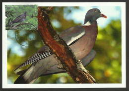 Portugal Madère Carte Maximum Avec Timbre Du Bloc Europa CEPT 2011 Pigeon Ramier Madeira Maxicard Common Wood Pigeon - Pigeons & Columbiformes