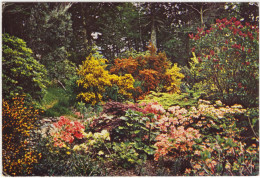 Interewe Gardens, Wester Ross - Azaleas - (Scotland) - Ross & Cromarty