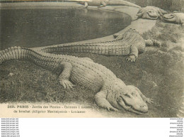 WW PARIS Zoo Du Jardin Des Plantes Museum D'Histoire Naturelle. Caïman à Museau De Brochet Alligator - Zebras