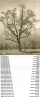 Carte Photo D'Art. ALLEMAGNE. Superbe Arbre. Foto Einzelhandabzug - Arbres