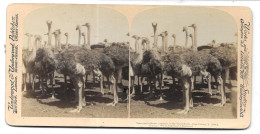 South Africa. Photo Stéréo Sur Carton 178 X 89 Mm. Ostriches In Kraal, Captured On The Great Karoo, Cape Colony (GF3860) - Stereoscopic