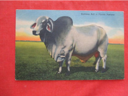 Brahman Bull In Florida Pasture.   Ref 6262 - Stieren