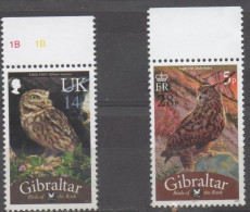 Oiseaux - Birds - Vogels  XXX - Gibraltar