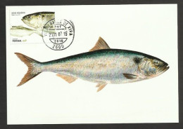 Portugal Poisson Grande Alose Carte Maximum 2011 Fish Allis Shad Maxicard - Poissons