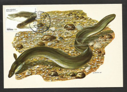 Portugal  Anguille D'Europe Anguilla Anguilla Carte Maximum Avec Timbre Du Bloc Poisson 2011 Fish Eel Maxicard - Poissons