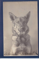 CPA 1 Euro Chien Berger Allemand Dog écrite Prix De Départ 1 Euro Carte Photo - Honden
