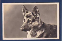 CPA 1 Euro Chien Berger Allemand Dog Non Circulée Prix De Départ 1 Euro - Perros