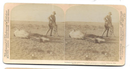 South Africa. Boer War. Photo Stéréo Sur Carton 178x89 Mm. Incidents Of The Grat March To Bloemfontein (GF3883) - Stereoscopic