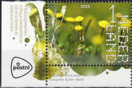 Netherlands 2023 (Mi 4185) - Golden Buttons (Cotula Coronopifolia) - Altri & Non Classificati