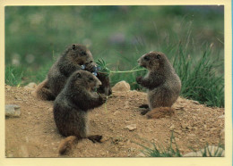 Animaux : Marmottes / Le Repas Des Marmottes / Faune De Nos Montagnes (voir Scan Recto/verso) - Altri & Non Classificati
