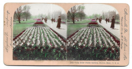 Tulip Beds, Public Gardens, Boston, Mass. U.S.A. Photo Stéréo Sur Carton 178x89 Mm (GF3906) - Stereoscopic