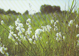 AK 184145 GERMANY - Hiddensee - Pflanzenwelt - Schmalblättriges Wollgras - Hiddensee