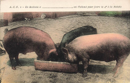 ANIMAUX - Des Cochons Mangeant Dans Le Mangeoire - Colorisé - Carte Postale Ancienne - Schweine