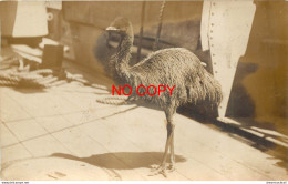 (B&P) RARE Belle Photo Cpa NOUVELLE-ZELANDE. Un Kiwi Débarquant D'un Bateau En Australie Vers 1913... - Nouvelle-Zélande