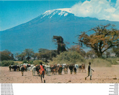 (MI) Photo Cpsm Cpm Afrique. KENYA. Masai Herdsmen With Kilimanjaro - Kenya