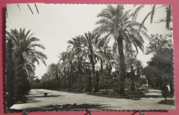 Visuel Très Peu Courant - Espagne - Cádiz - Parque Genovés - Paseo Central - 1952 - Cádiz