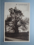 Le Vieux Chêne De Liernu (12,50 Mètres De Circonférence) - Eghezee