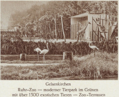 Allemagne 1959 Entier Touristique. Zoo De La Ruhr, Gelsenkirchen. Flamants Et Girafe - Flamants