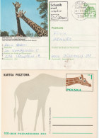 T 818) Giraffen, GSK Zoo Hannover, Zoo Posen Poznan (100 Jahre) - Girafes