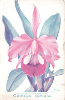 ARTS - Peintures Et Tableaux - Cattleya Labiala - Collection De La Coléïne Camus - Carte Postale Ancienne - Malerei & Gemälde