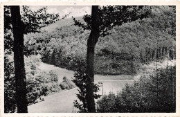 BELGIQUE - Environs De Martelange - Sapinières  - Carte Postale - Martelange