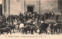 FRANCE - Zilia - Bénédiction Des Cochons à Zilia - Carte Postale Ancienne - Calvi