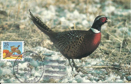 Carte Maximum - Oiseaux - Etats Unis USA - Faisão Comum - Faisan à Collier - Ring Necked Pheasant - Phasianus Colchicus - Maximumkaarten