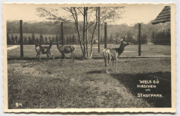 Wels Austria, ZOO Zoological Garden, Year 1938 - Wels