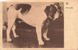 ANIMAL - Chien - Bull Dog - Edit Nels - Carte Postale Ancienne - Dogs